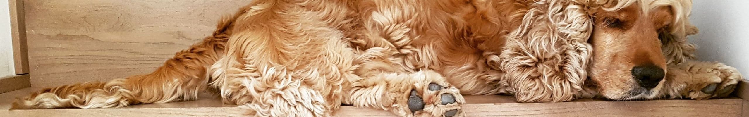 Cocker spaniel iFokus
